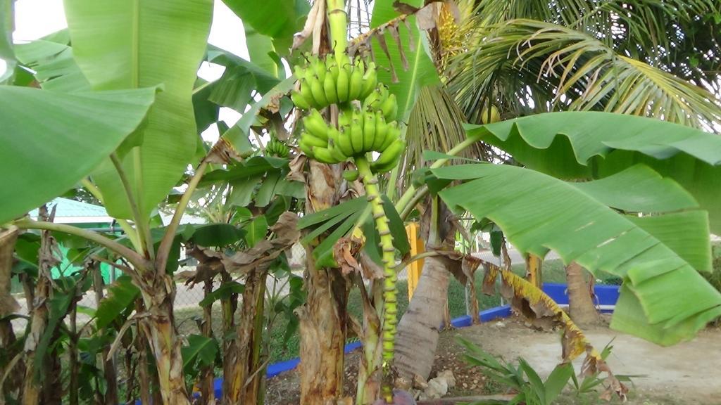 Hacienda Tropical Guest House Belmopan Exterior foto